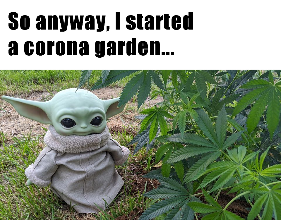 This meme features a photo of a character from the Star Wars franchise, Grogu (also known as Baby Yoda), standing in a garden filled with marijuana plants. The text "So anyway, I started a corona garden..." appears above the image, implying that the character has begun growing marijuana in response to the COVID-19 pandemic.